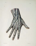 human-body-vintage-scientific-illustration-naturalist-drawing-0046
