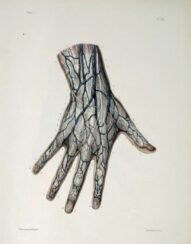 human-body-vintage-scientific-illustration-naturalist-drawing-0046