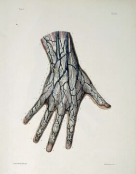 human-body-vintage-scientific-illustration-naturalist-drawing-0046