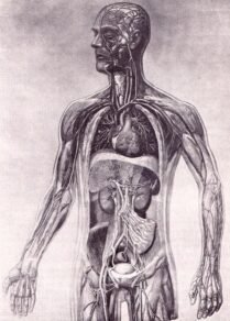 human-body-vintage-scientific-illustration-naturalist-drawing-0047
