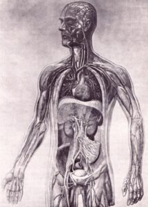 human-body-vintage-scientific-illustration-naturalist-drawing-0047