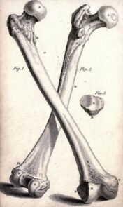 human-body-vintage-scientific-illustration-naturalist-drawing-0048