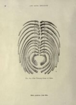 human-body-vintage-scientific-illustration-naturalist-drawing-0049