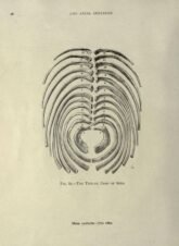 human-body-vintage-scientific-illustration-naturalist-drawing-0049