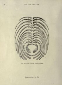 human-body-vintage-scientific-illustration-naturalist-drawing-0049