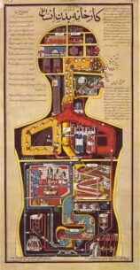 human-body-vintage-scientific-illustration-naturalist-drawing-0050