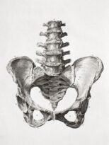human-body-vintage-scientific-illustration-naturalist-drawing-0051