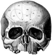 human-body-vintage-scientific-illustration-naturalist-drawing-0052