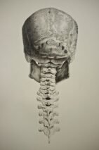 human-body-vintage-scientific-illustration-naturalist-drawing-0054