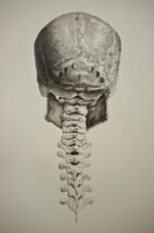 human-body-vintage-scientific-illustration-naturalist-drawing-0054