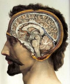 human-body-vintage-scientific-illustration-naturalist-drawing-0055