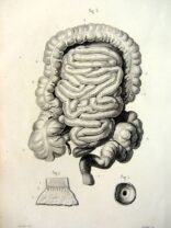 human-body-vintage-scientific-illustration-naturalist-drawing-0056