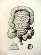 human-body-vintage-scientific-illustration-naturalist-drawing-0056