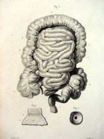 human-body-vintage-scientific-illustration-naturalist-drawing-0056
