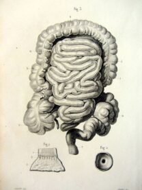 human-body-vintage-scientific-illustration-naturalist-drawing-0056