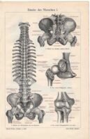 human-body-vintage-scientific-illustration-naturalist-drawing-0057