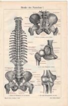 human-body-vintage-scientific-illustration-naturalist-drawing-0057