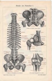 human-body-vintage-scientific-illustration-naturalist-drawing-0057