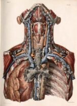 human-body-vintage-scientific-illustration-naturalist-drawing-0058