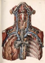 human-body-vintage-scientific-illustration-naturalist-drawing-0058
