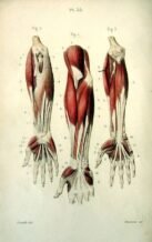 human-body-vintage-scientific-illustration-naturalist-drawing-0059