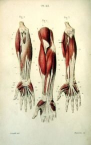 human-body-vintage-scientific-illustration-naturalist-drawing-0059