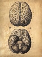 human-body-vintage-scientific-illustration-naturalist-drawing-0060