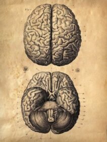 human-body-vintage-scientific-illustration-naturalist-drawing-0060