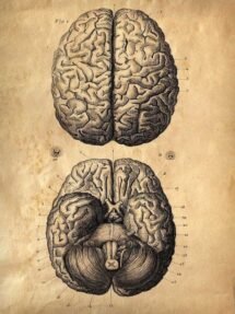 human-body-vintage-scientific-illustration-naturalist-drawing-0060