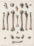 human-body-vintage-scientific-illustration-naturalist-drawing-0062