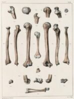 human-body-vintage-scientific-illustration-naturalist-drawing-0062