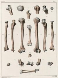 human-body-vintage-scientific-illustration-naturalist-drawing-0062