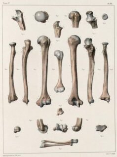 human-body-vintage-scientific-illustration-naturalist-drawing-0062