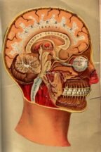 human-body-vintage-scientific-illustration-naturalist-drawing-0063