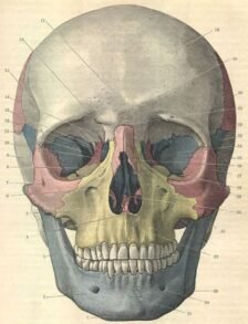 human-body-vintage-scientific-illustration-naturalist-drawing-0065