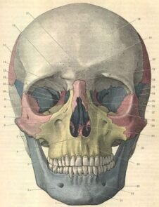 human-body-vintage-scientific-illustration-naturalist-drawing-0065