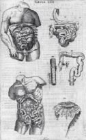 human-body-vintage-scientific-illustration-naturalist-drawing-0066
