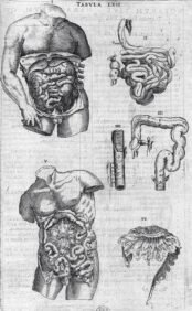 human-body-vintage-scientific-illustration-naturalist-drawing-0066