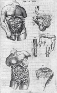 human-body-vintage-scientific-illustration-naturalist-drawing-0066