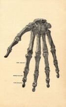 human-body-vintage-scientific-illustration-naturalist-drawing-0067