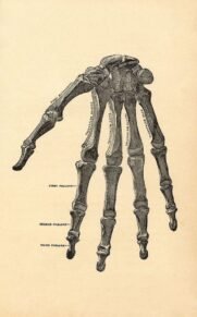 human-body-vintage-scientific-illustration-naturalist-drawing-0067
