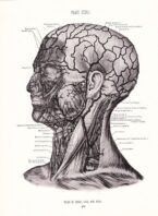human-body-vintage-scientific-illustration-naturalist-drawing-0068