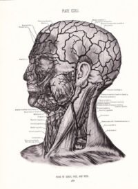 human-body-vintage-scientific-illustration-naturalist-drawing-0068