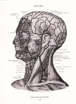 human-body-vintage-scientific-illustration-naturalist-drawing-0068
