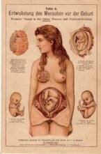 human-body-vintage-scientific-illustration-naturalist-drawing-0069