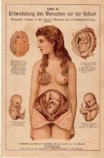 human-body-vintage-scientific-illustration-naturalist-drawing-0069