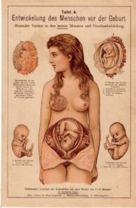 human-body-vintage-scientific-illustration-naturalist-drawing-0069