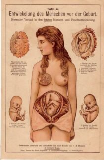 human-body-vintage-scientific-illustration-naturalist-drawing-0069