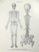 human-body-vintage-scientific-illustration-naturalist-drawing-0070