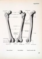 human-body-vintage-scientific-illustration-naturalist-drawing-0071